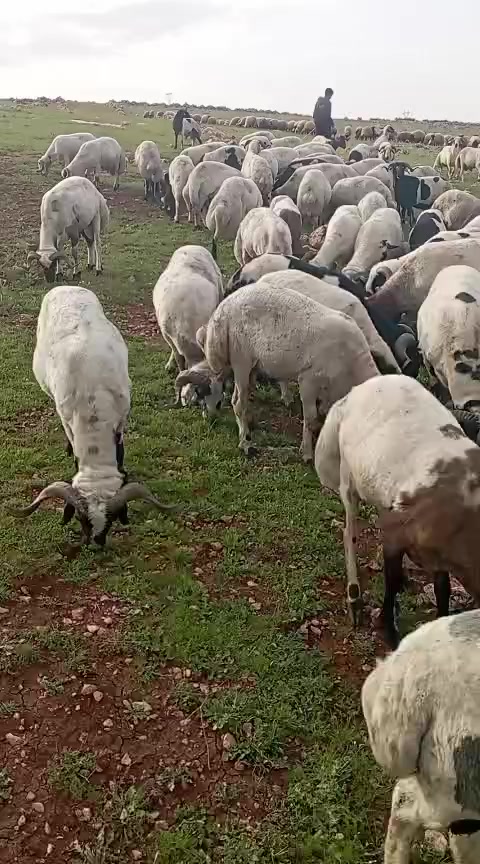 @Haci Altun270