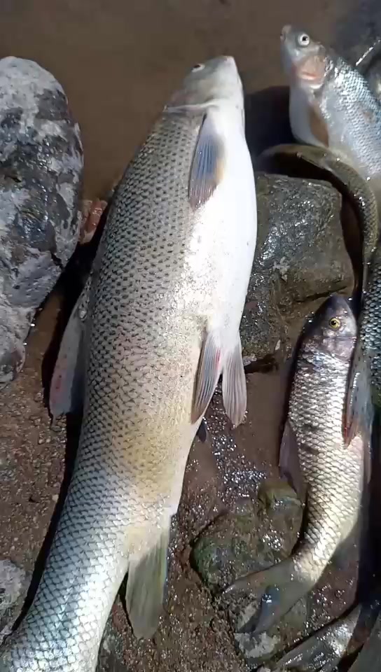 @Talb Hamad
