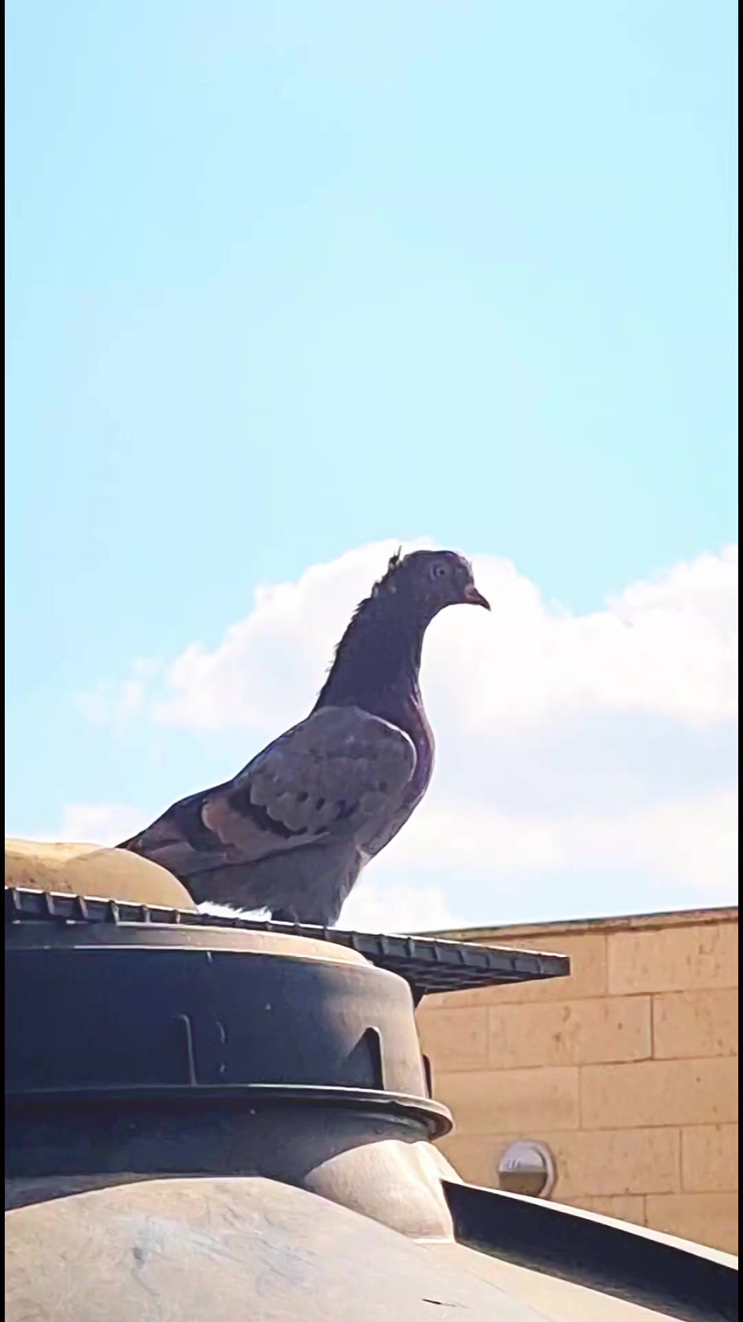 @Pigeons Tv