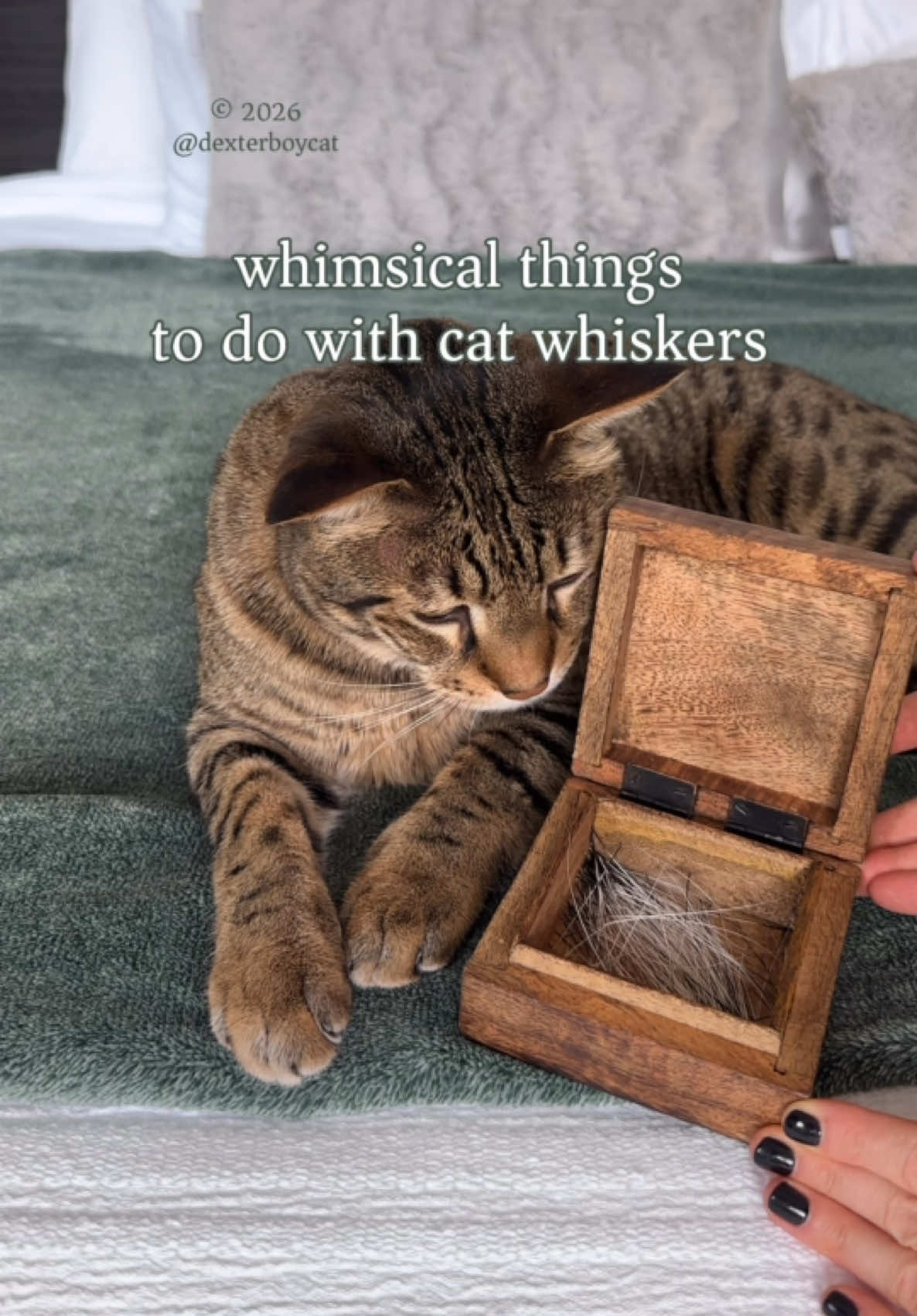 @dexterboycat 🐆♥️