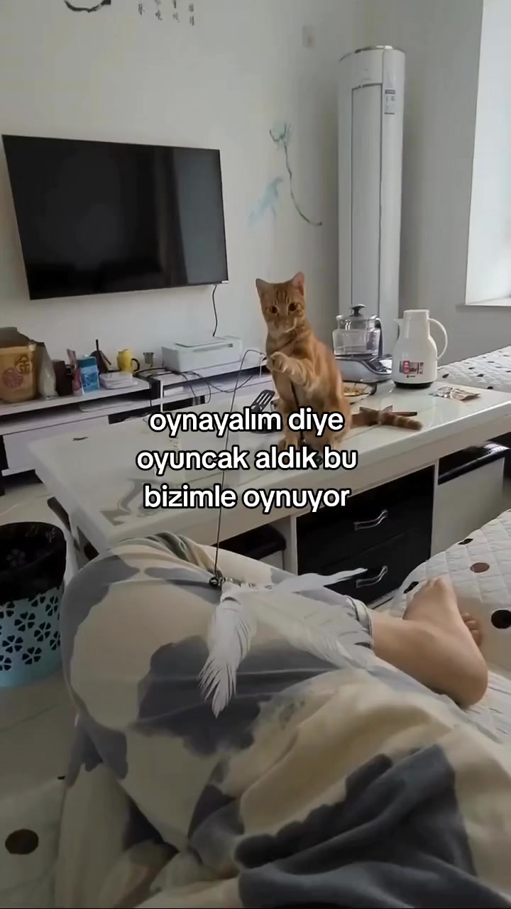 @rolland