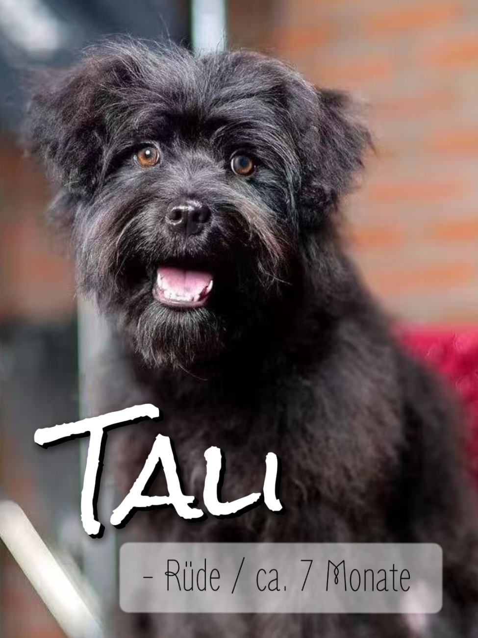 @Bao_En_Temple_animalrescue