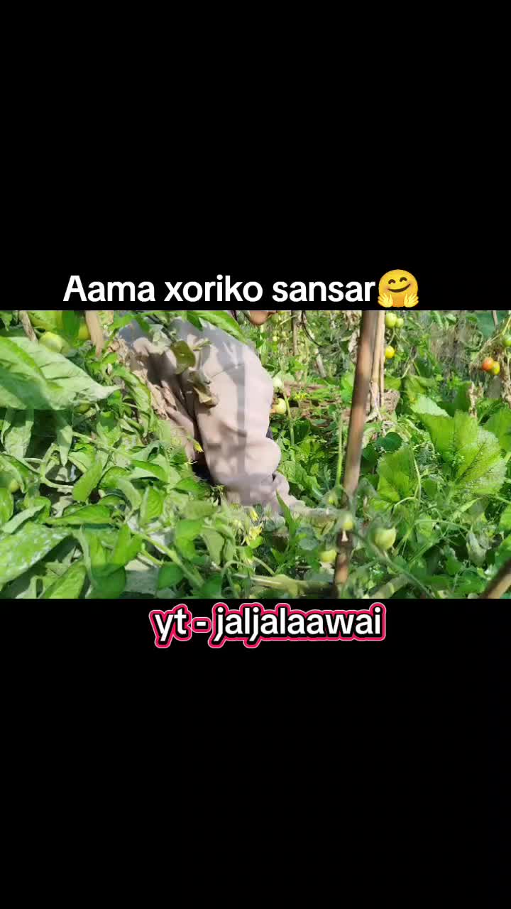 @जल्जला एवाई राई ❤️🌹