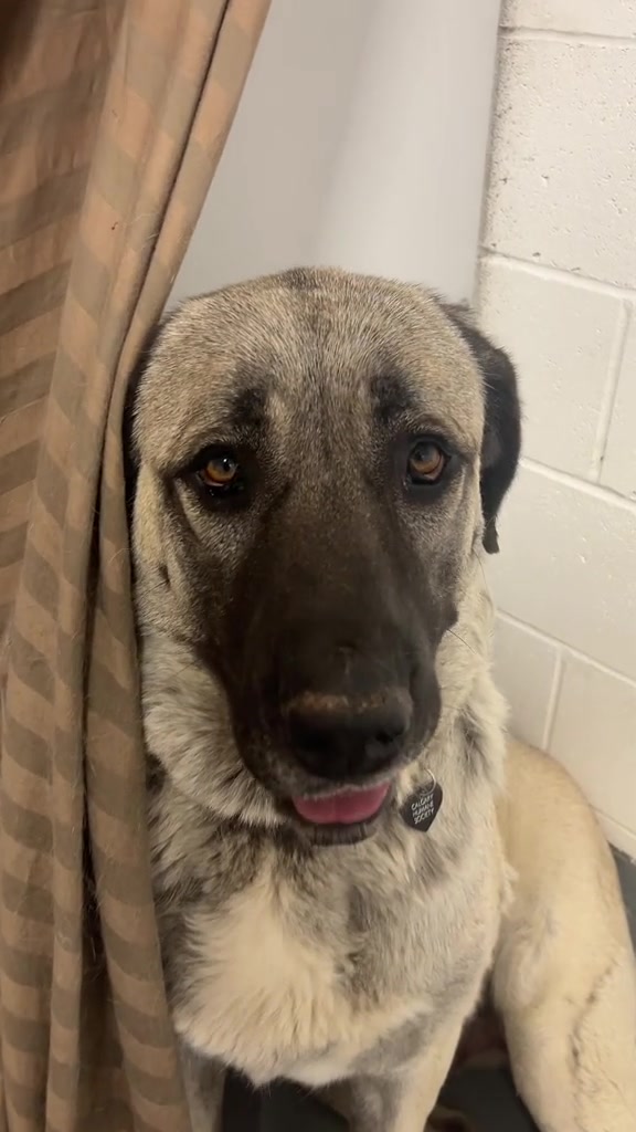 @Calgary Humane Society