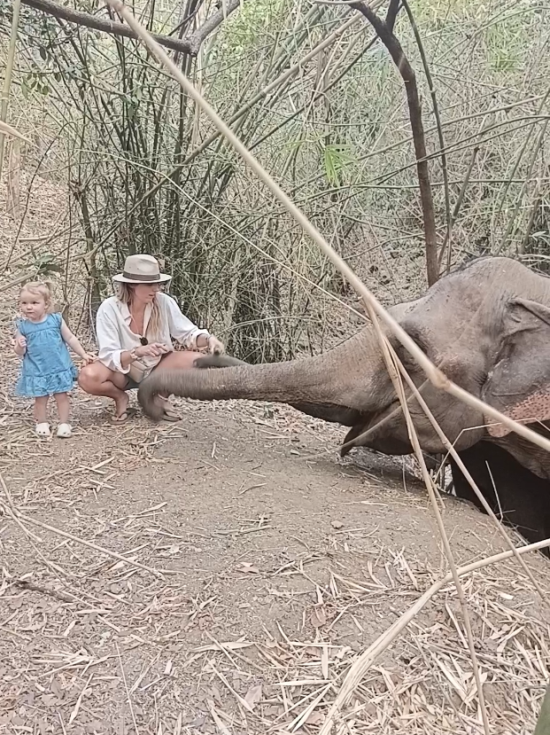 @LuangPrabang Elephant New Home