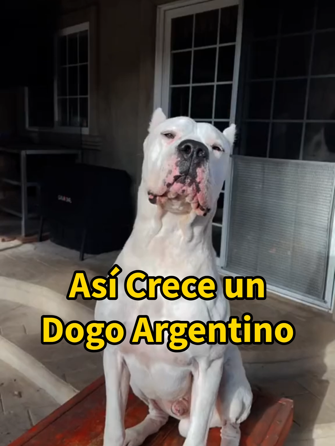 @Mi Mascota Feliz