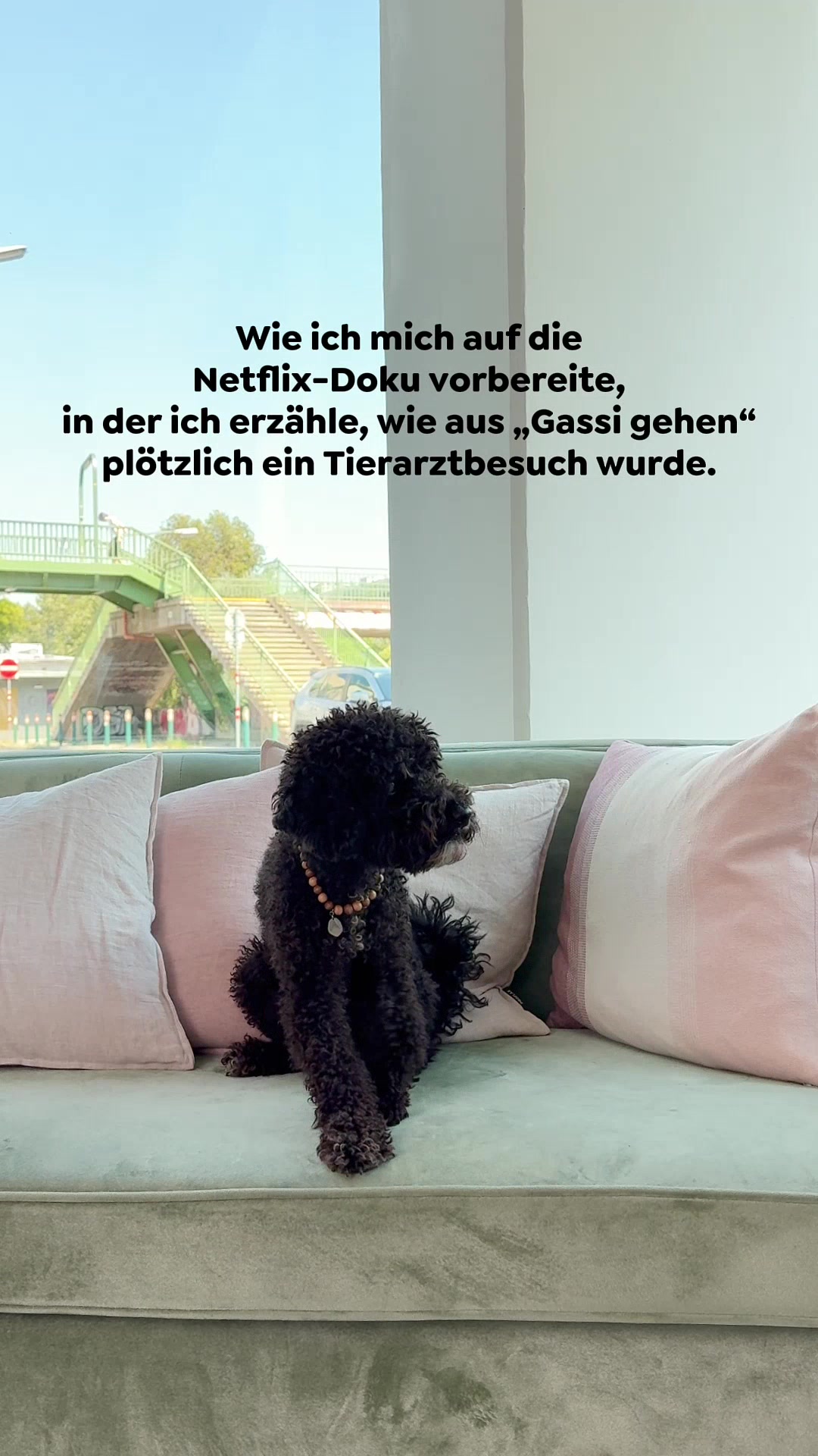 @wow.pet