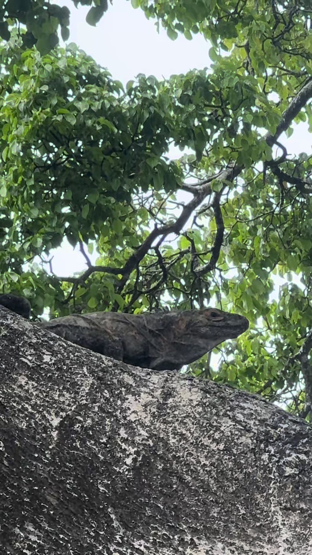 @Coral tours Panam&aacute; 🇵🇦