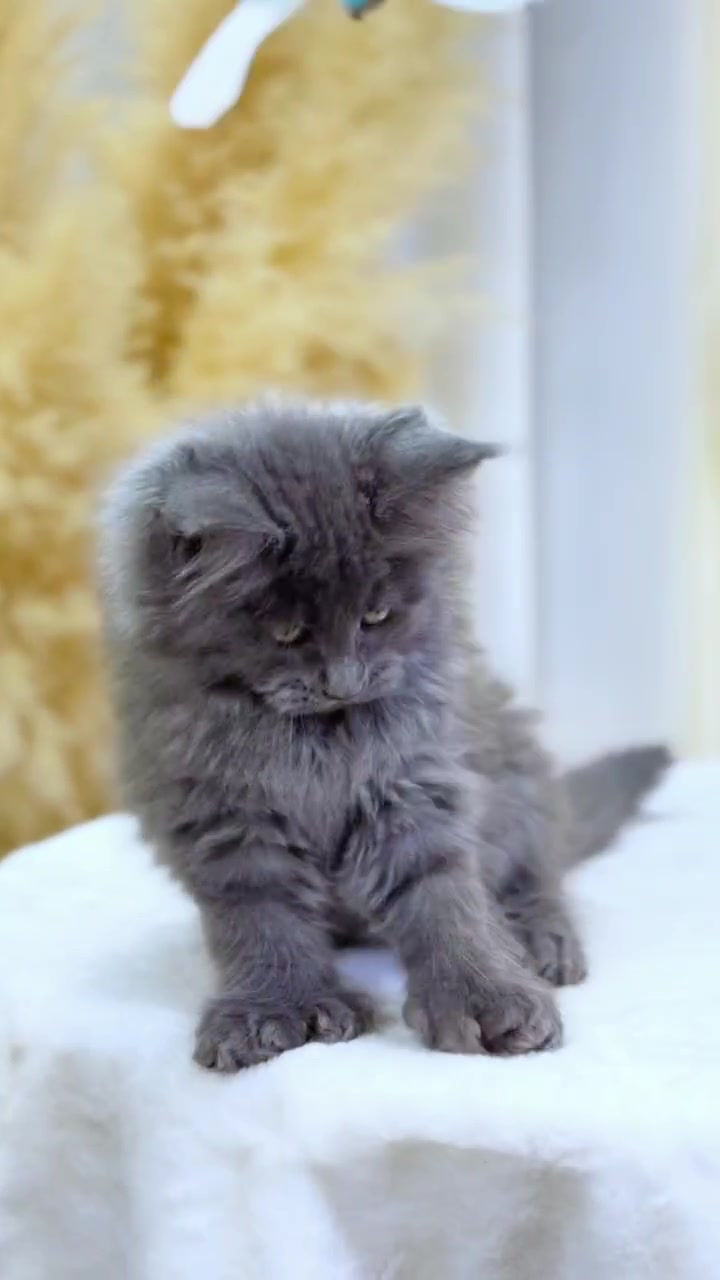 @fuyncats