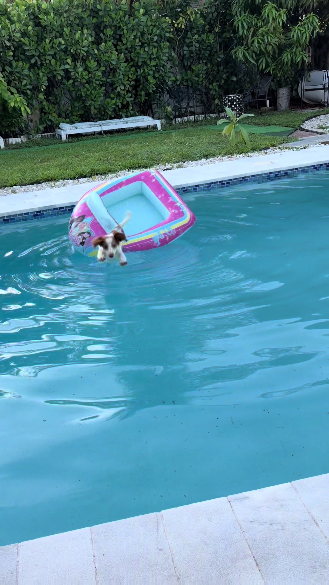 @MyDitzyDoxiesOfFlorida