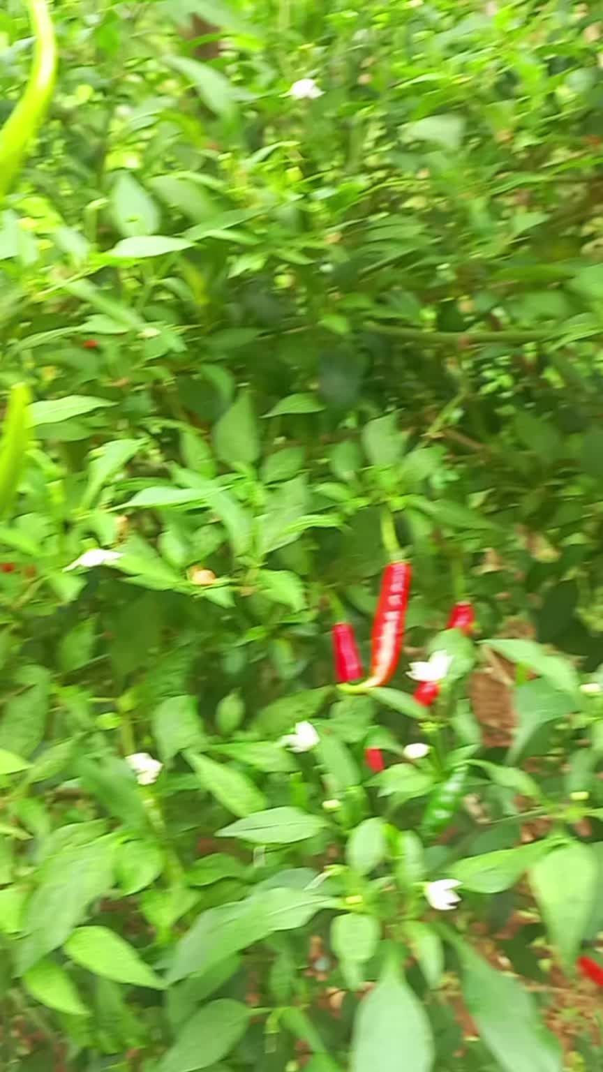 @Đông y VŨ VĂN DÂN