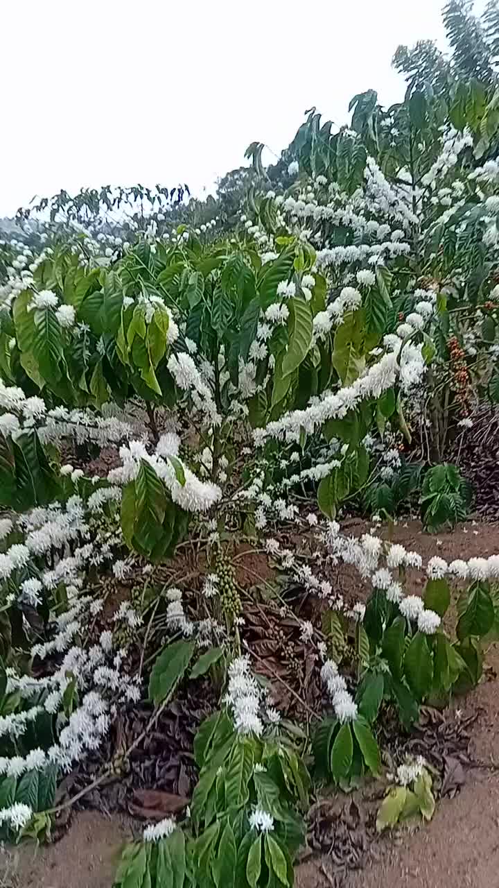 @MUKISSA AGRO Ug🌿