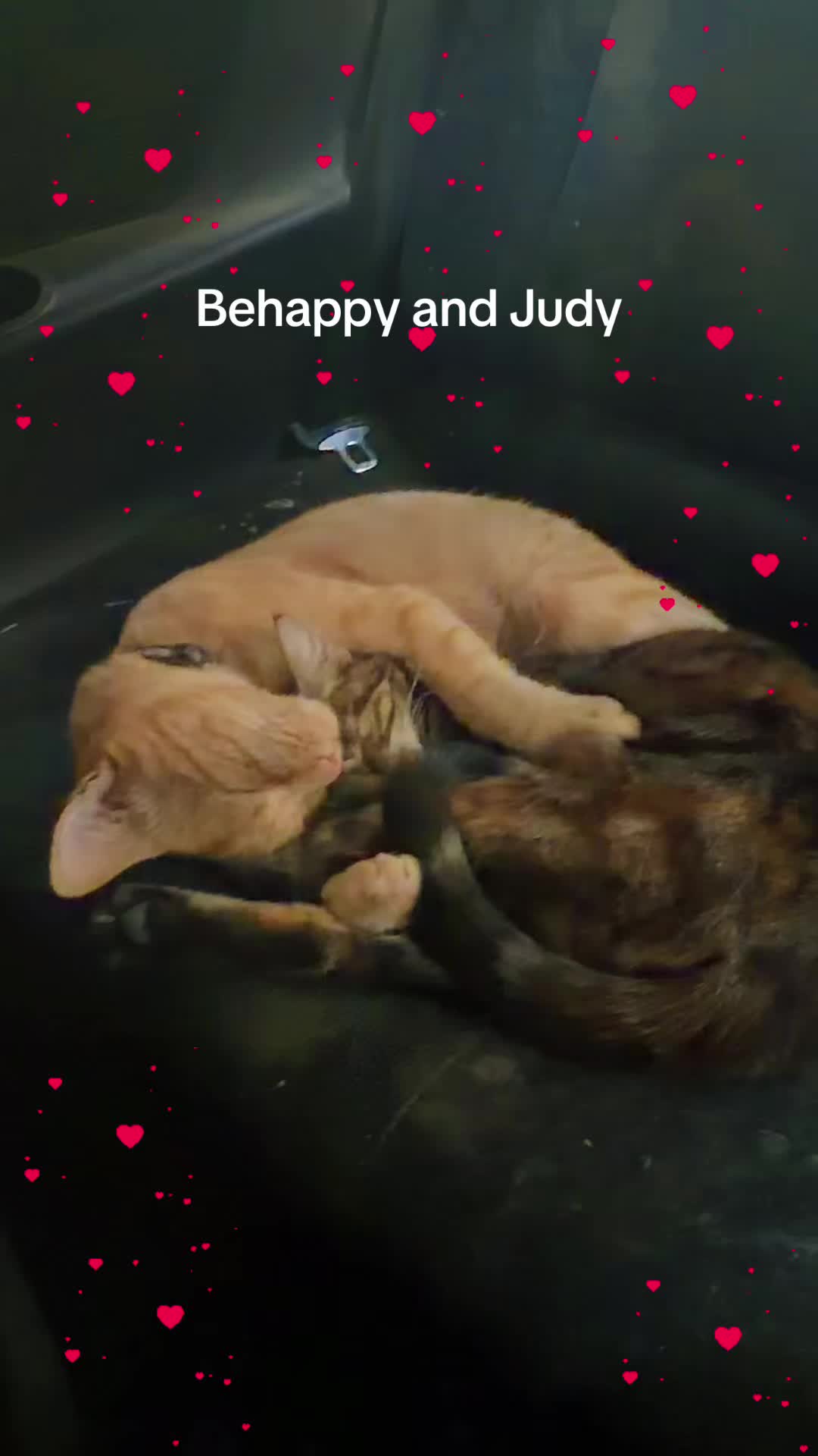 @Amri Gatitos