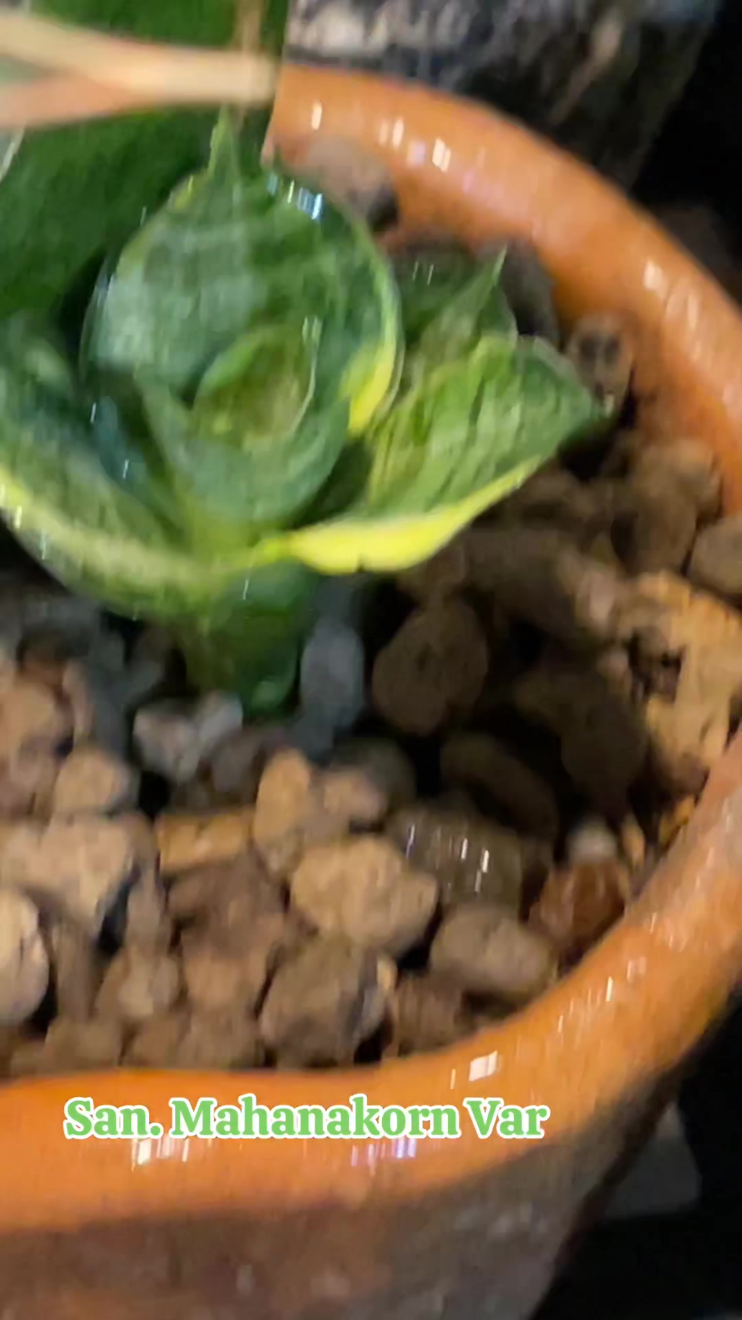 @The Sansevieria Farm