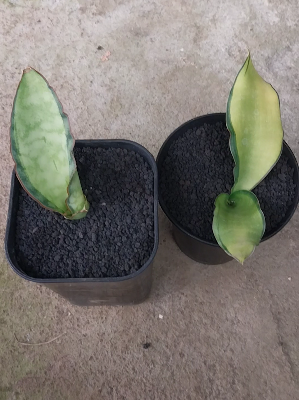 @AmeNursery