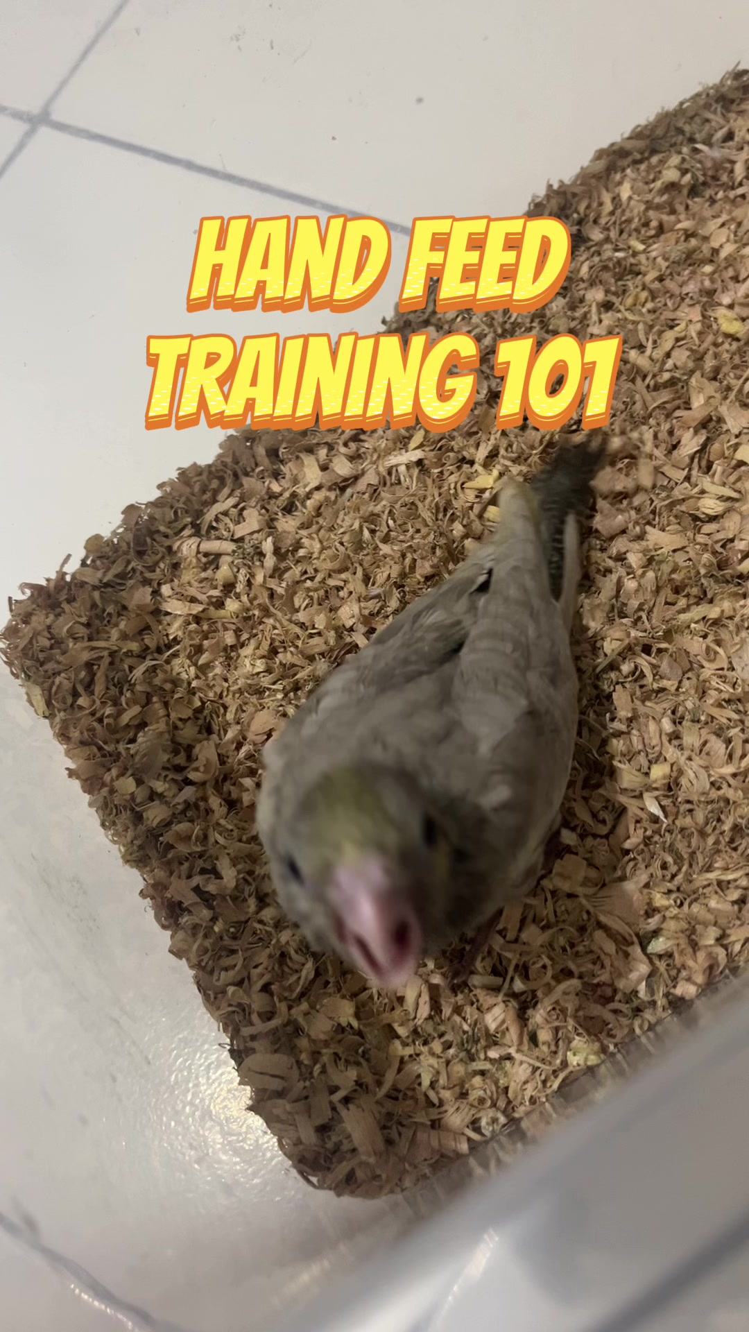@NolinTV