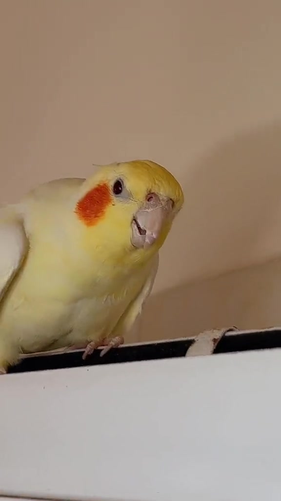 @Bixby the Budgie