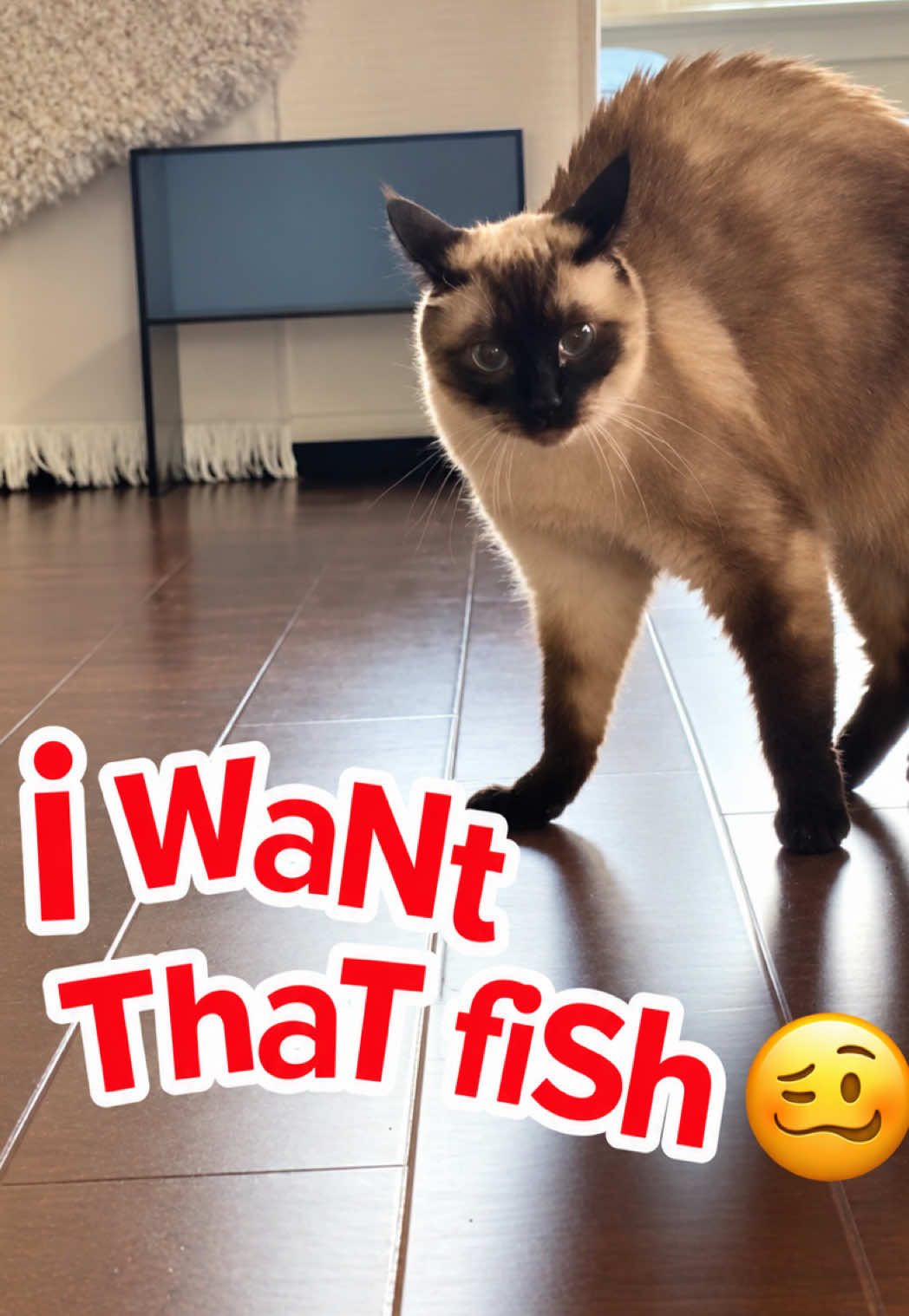 @Merv The Cat