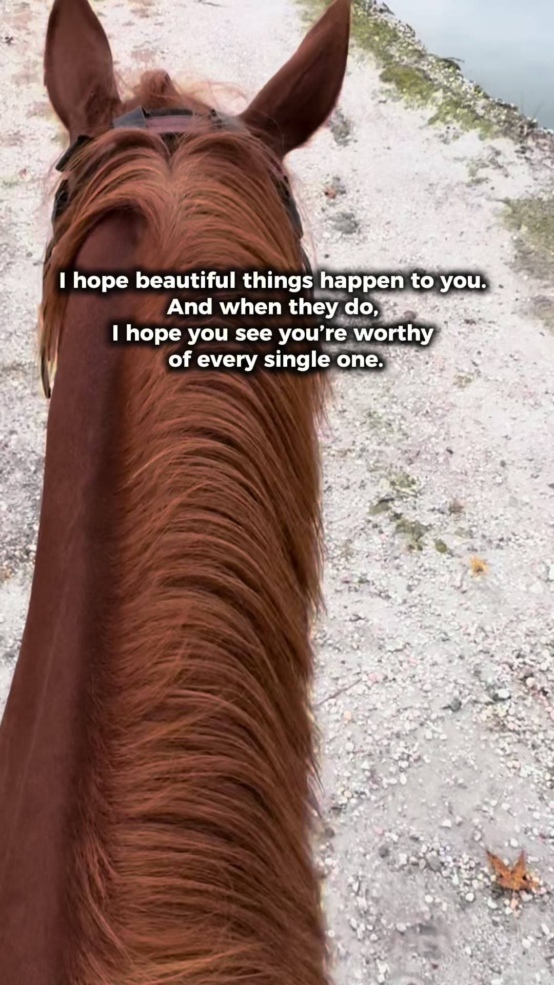 @Horselife