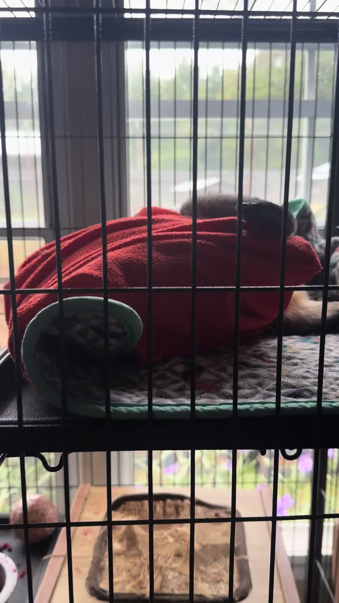 @Cedarhill Animal Sanctuary