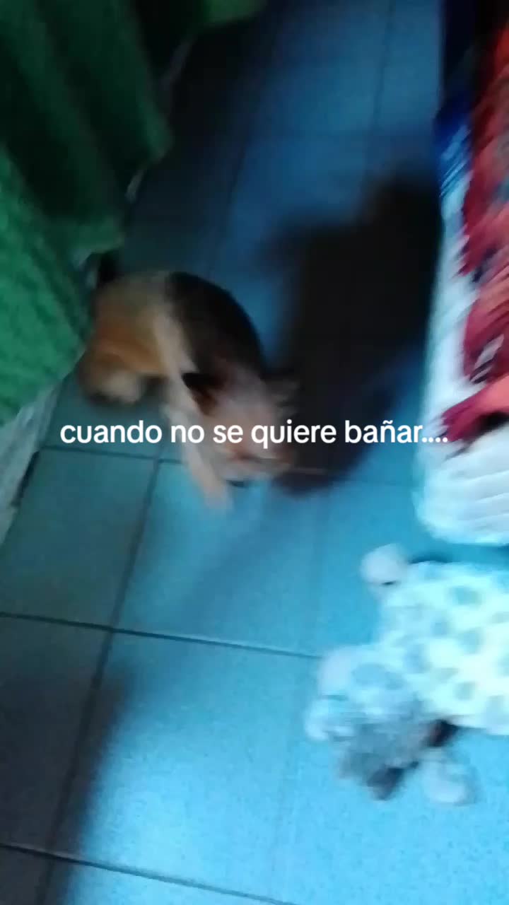 @Yaqui