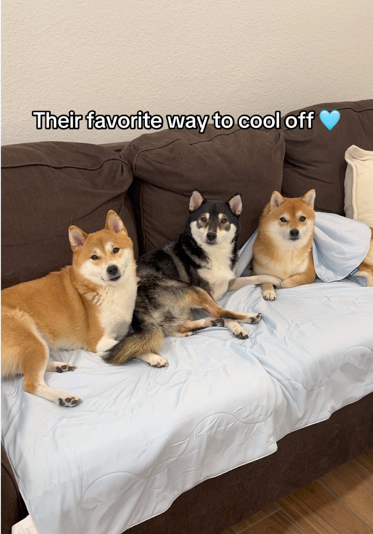 @Flock of Shibas 🐕🐕🐕