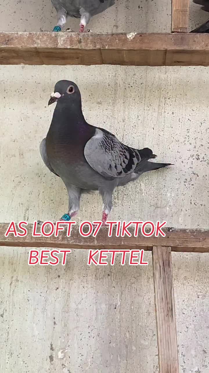 @AS LOFT07