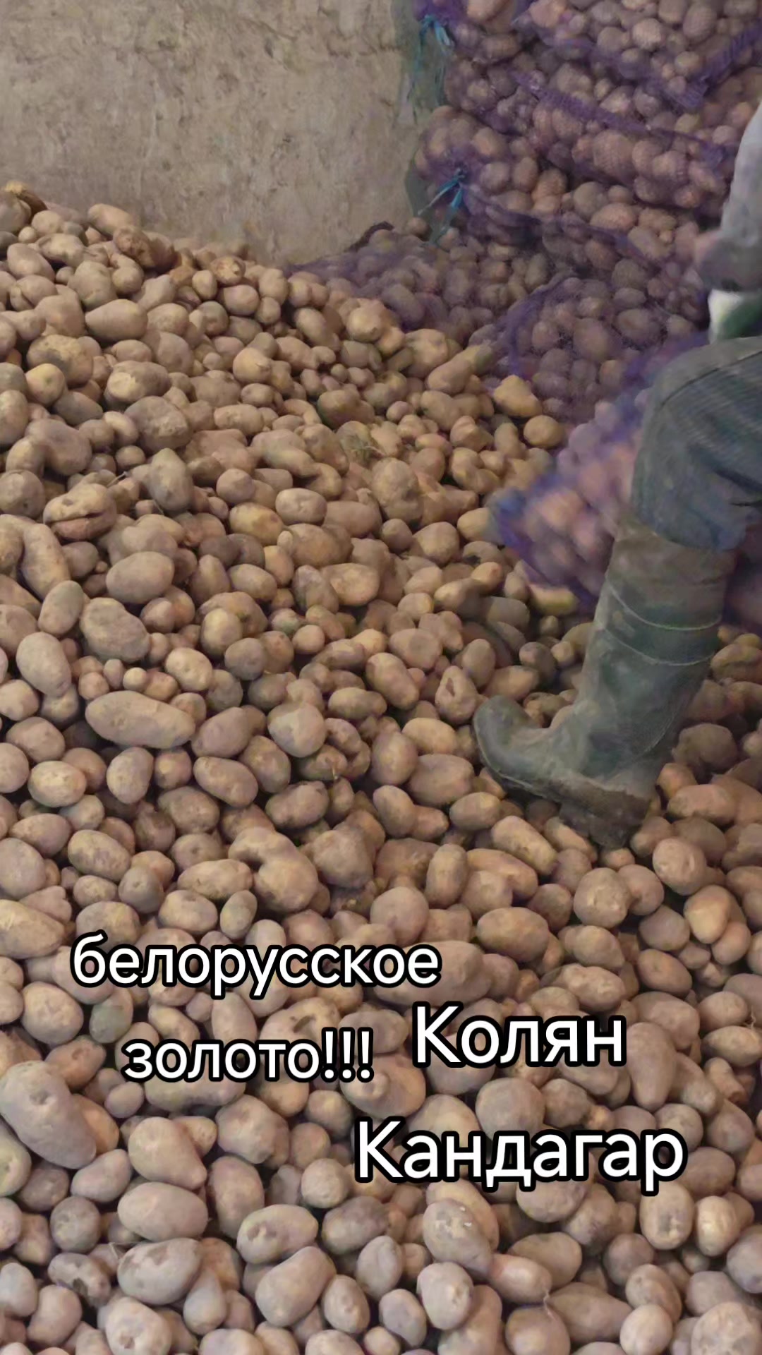 @Картофель Могилёв