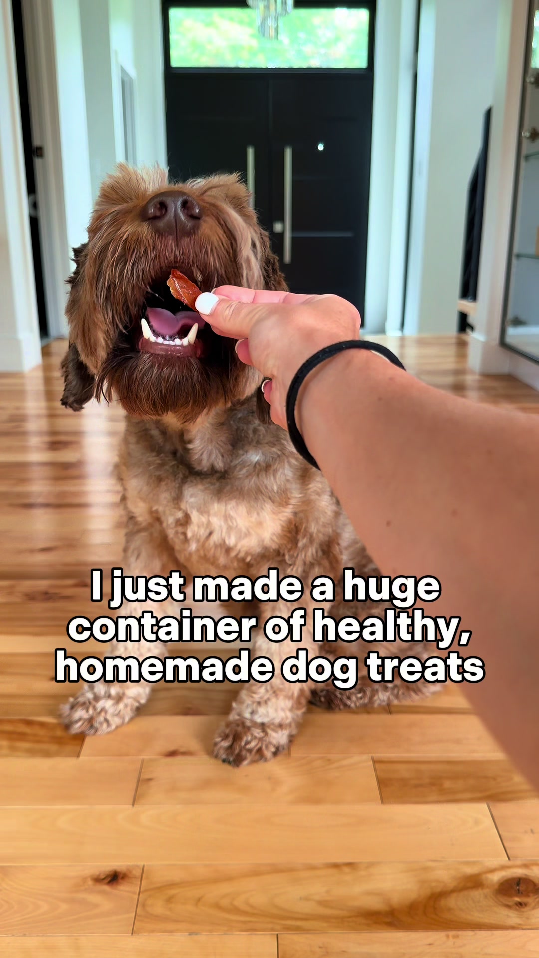 @Dogs Made Simple