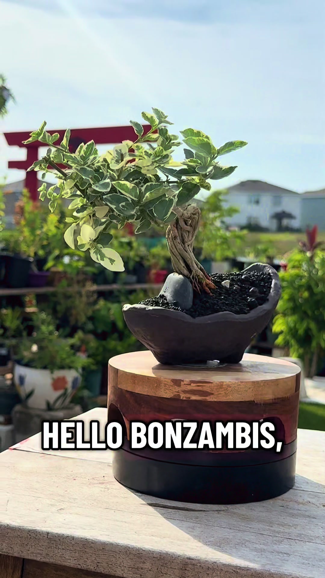 @BONZÁIMBI™️⛩️