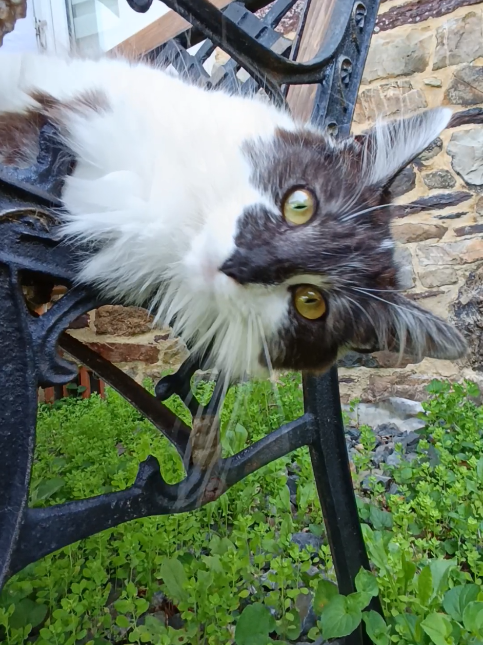 @Transcend'Horse 🐴 Luna'Cat 🐱