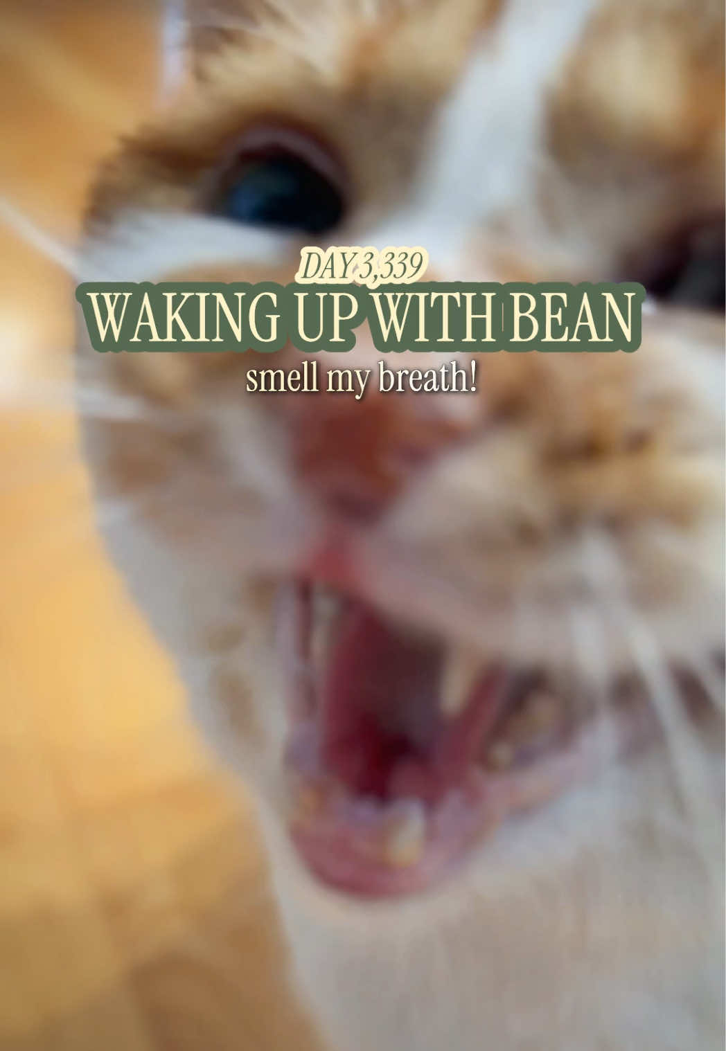 @Beauty and the Bean