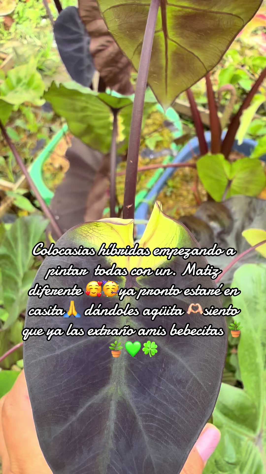 @Gianna.Plants 💚🍀🪴🇵🇪