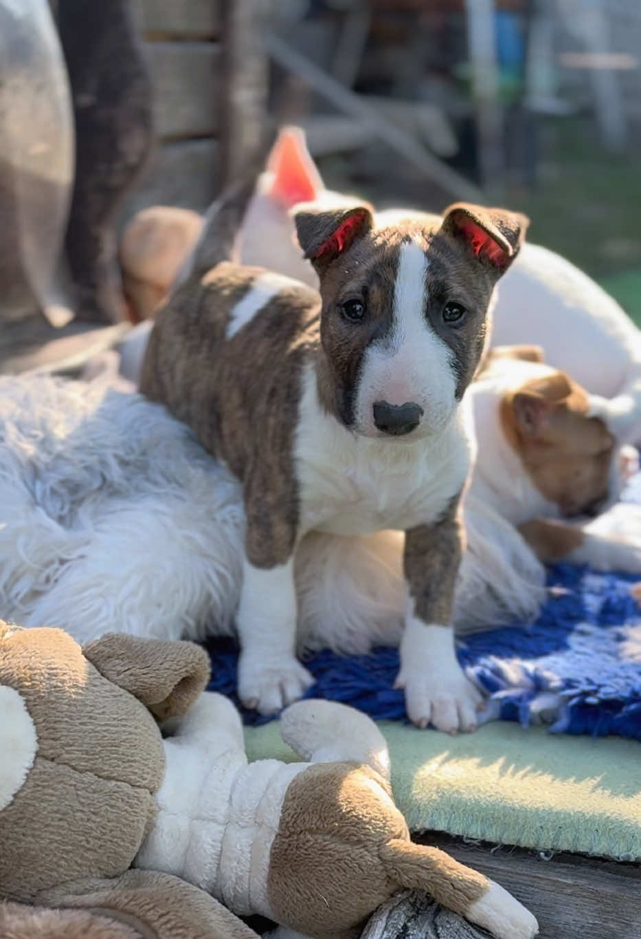 @Terra_Viva_minibullterrier