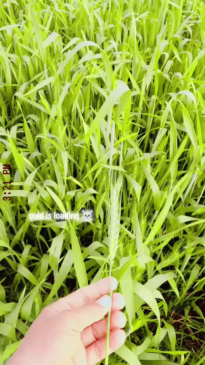 @amiriqbal1103