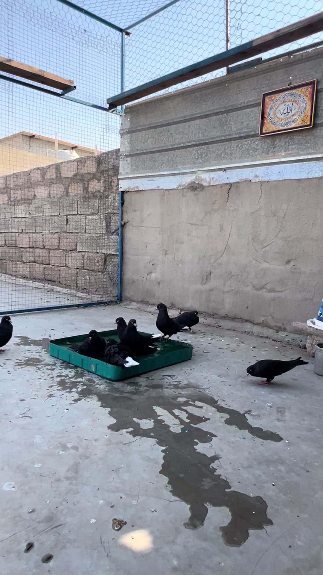 @بادينان فاو