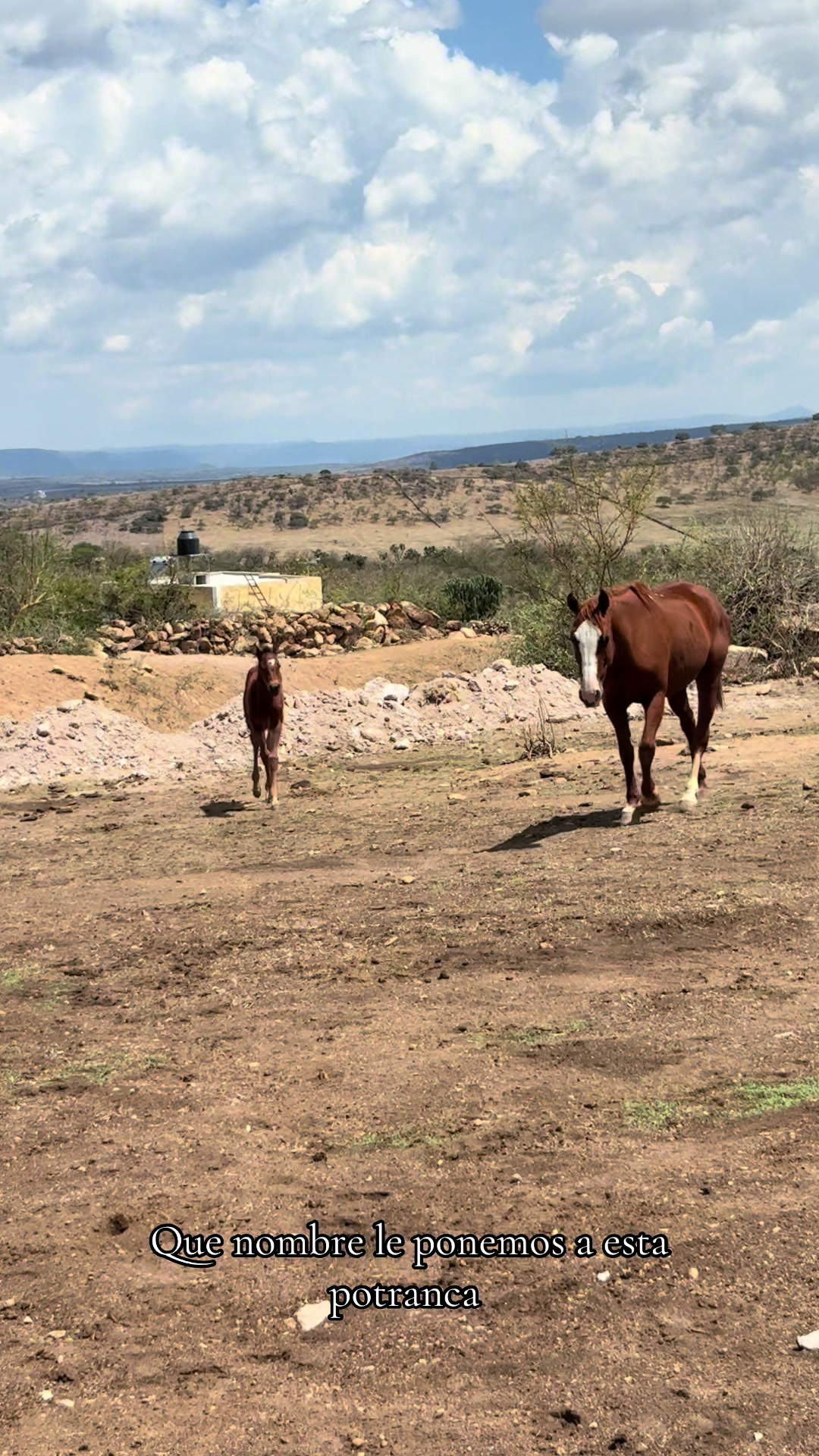 @El zurdo🌵🐴