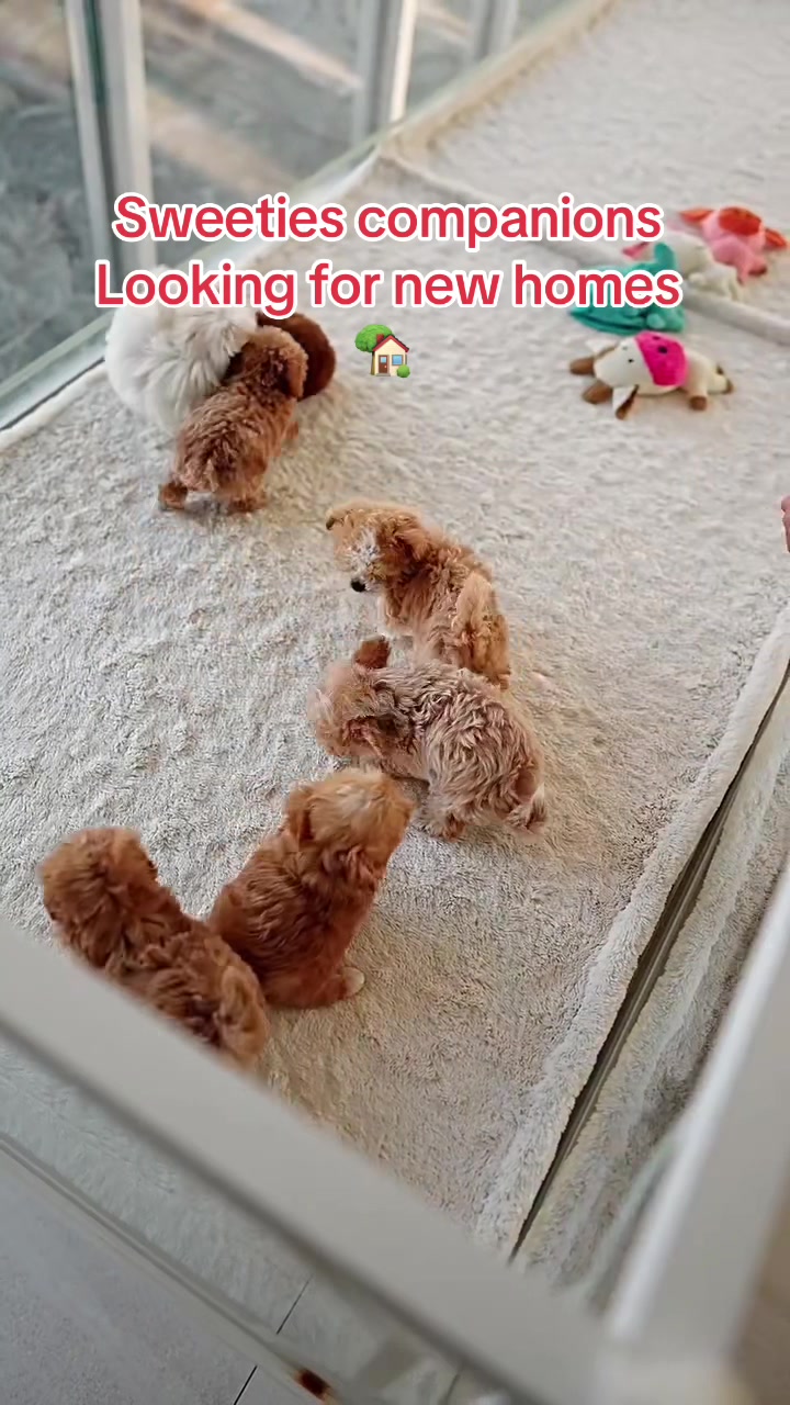 @Aloha Teacup Puppies