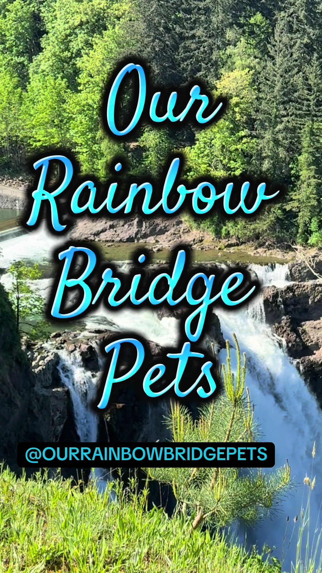 @OurRainbowBridgePets