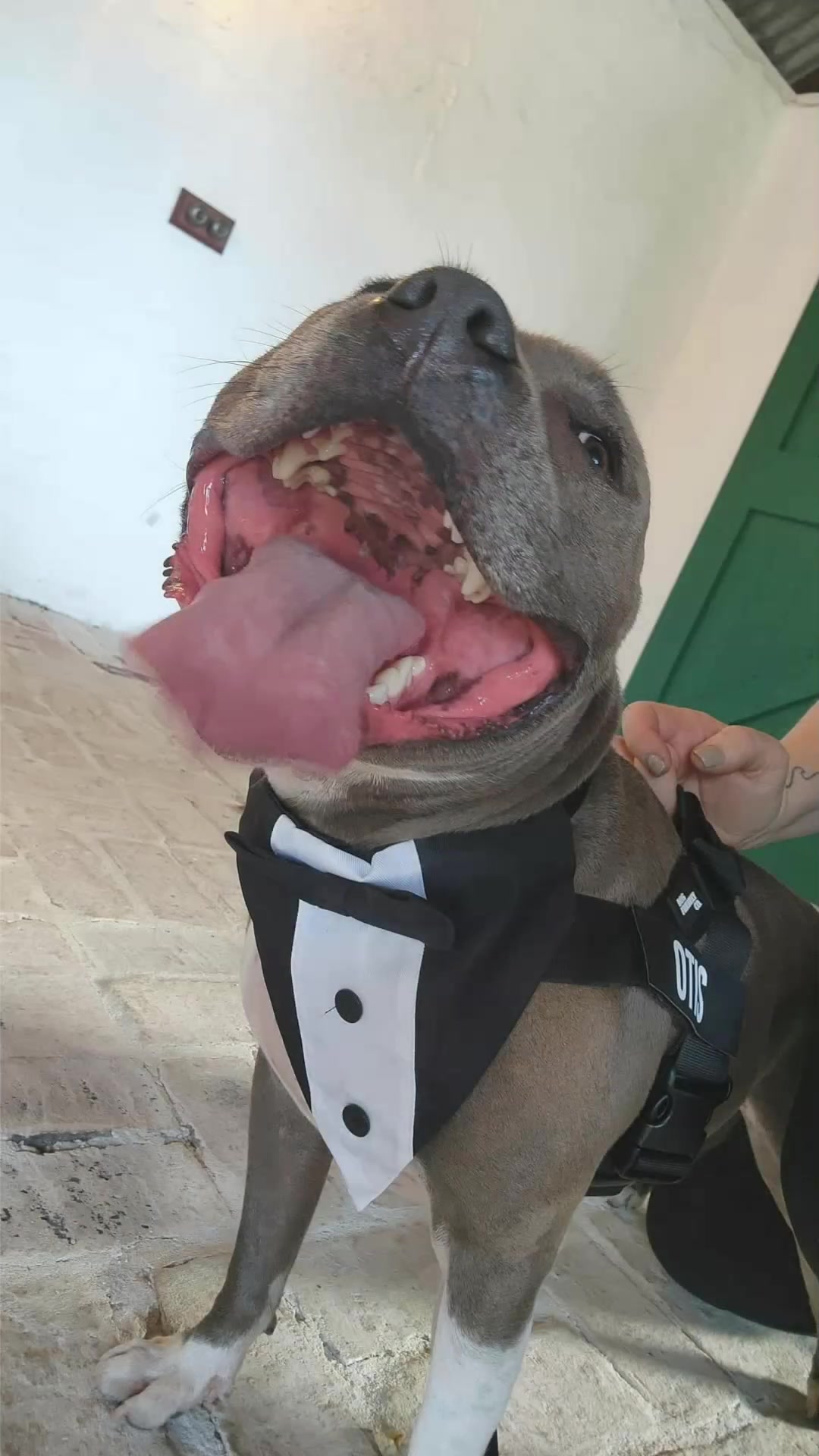 @Maddie Holmes Styled Up Pup