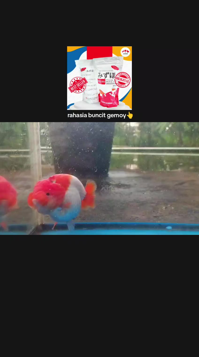 @Teras Aji Goldfish