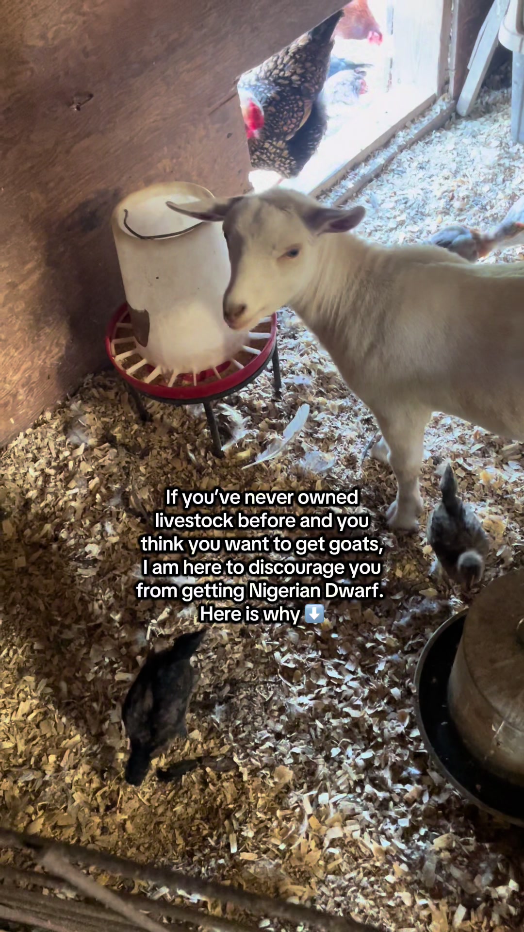 @Maple Leaf Livestock