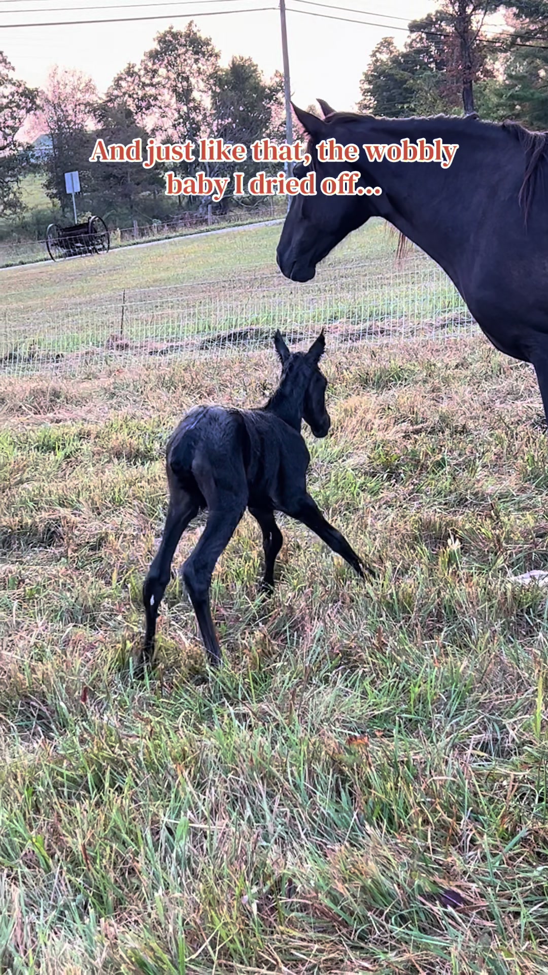 @EightyDollarStables