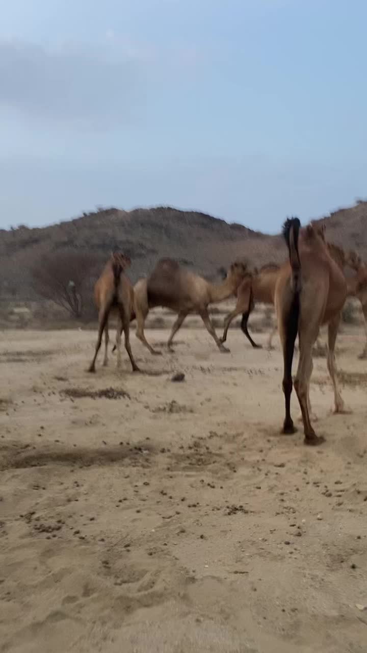 @سلطان الزهراني 702