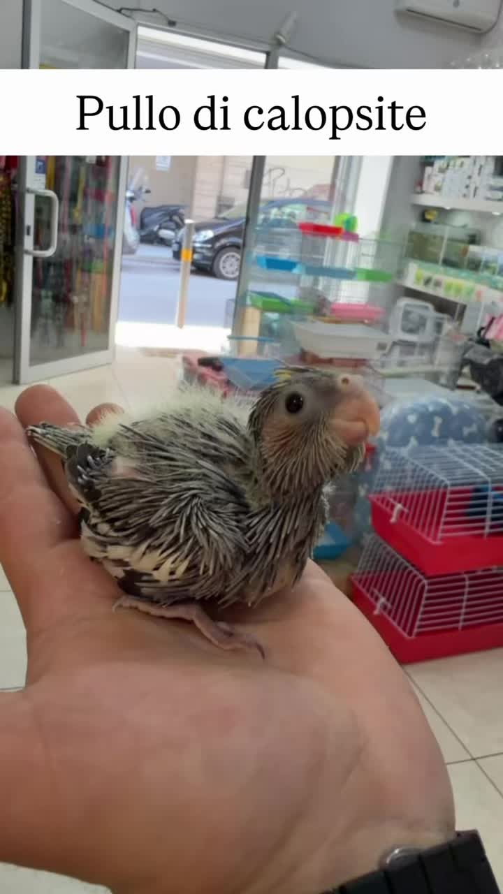@Baby’s Bird