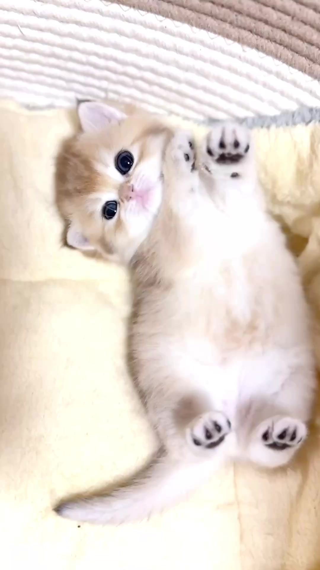 @catbosssss