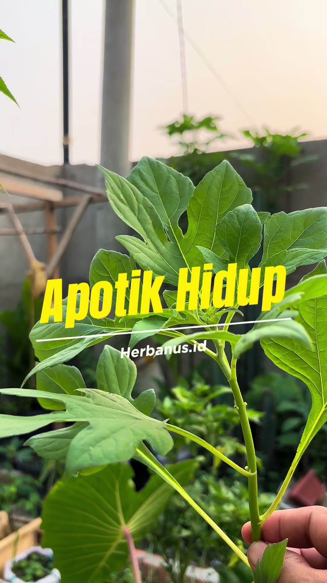 @de erstungkoro