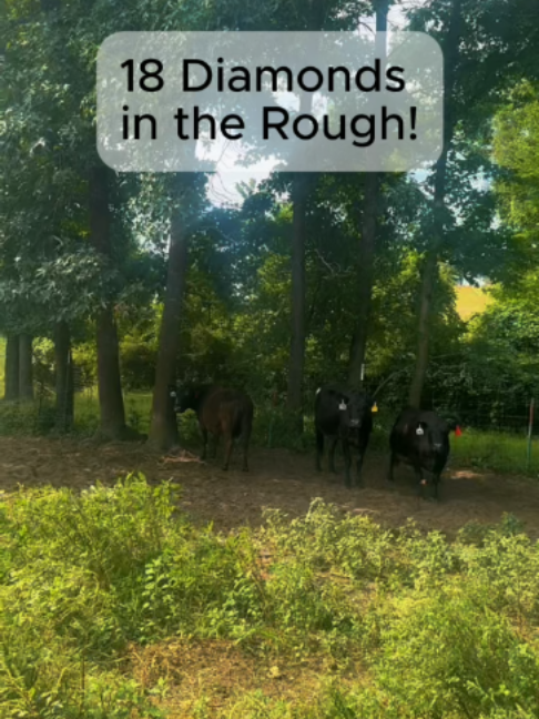 @Rutherford Land and Cattle