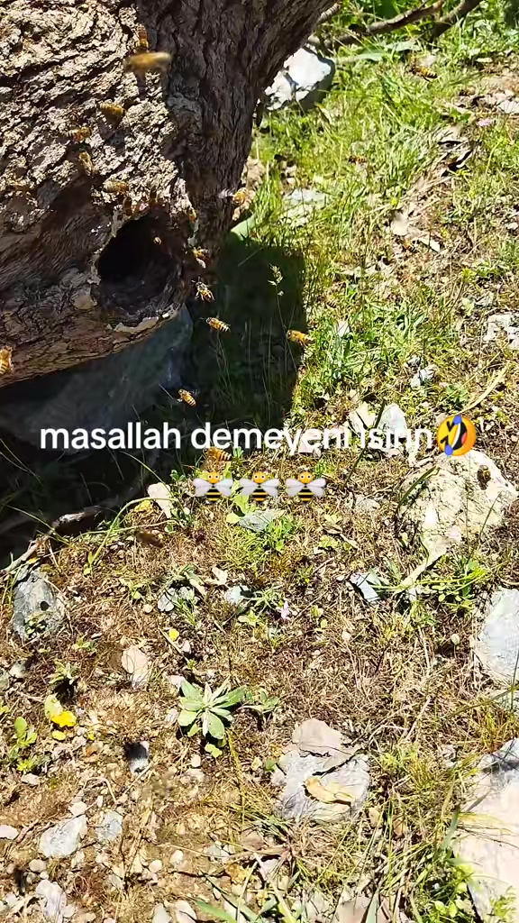 @İsmail Genç