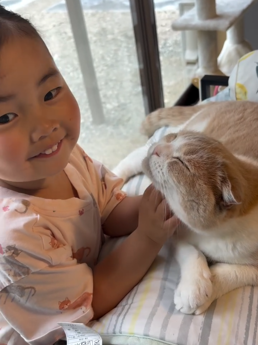 @Chonky World Of Cats
